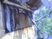 Honey Bees in Sheds