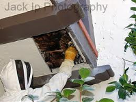 Honey Bees in Soffit