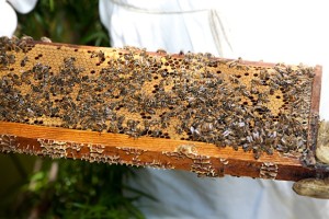 Atlanta Beekeepers | Georgia Beekeepers