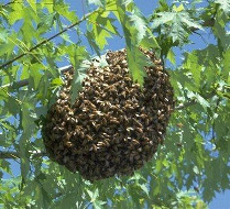 Remove Honey Bee Swarms Georgia Honey Bee Swarm Removal Georgia