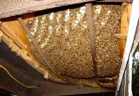 Honey Bees in Mobile Homes