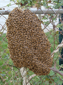 Remove Honey Bee Swarms Atlanta Honey Bee Swarm Removal Atlanta