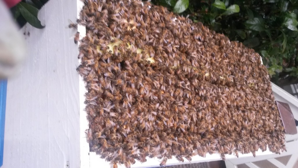 Swarm Removal in Roswell Ga Swarm Removal in Roswell Ga