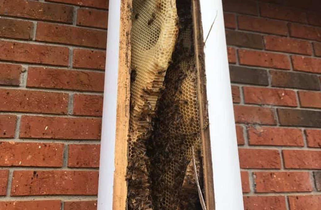 bees-slide-2