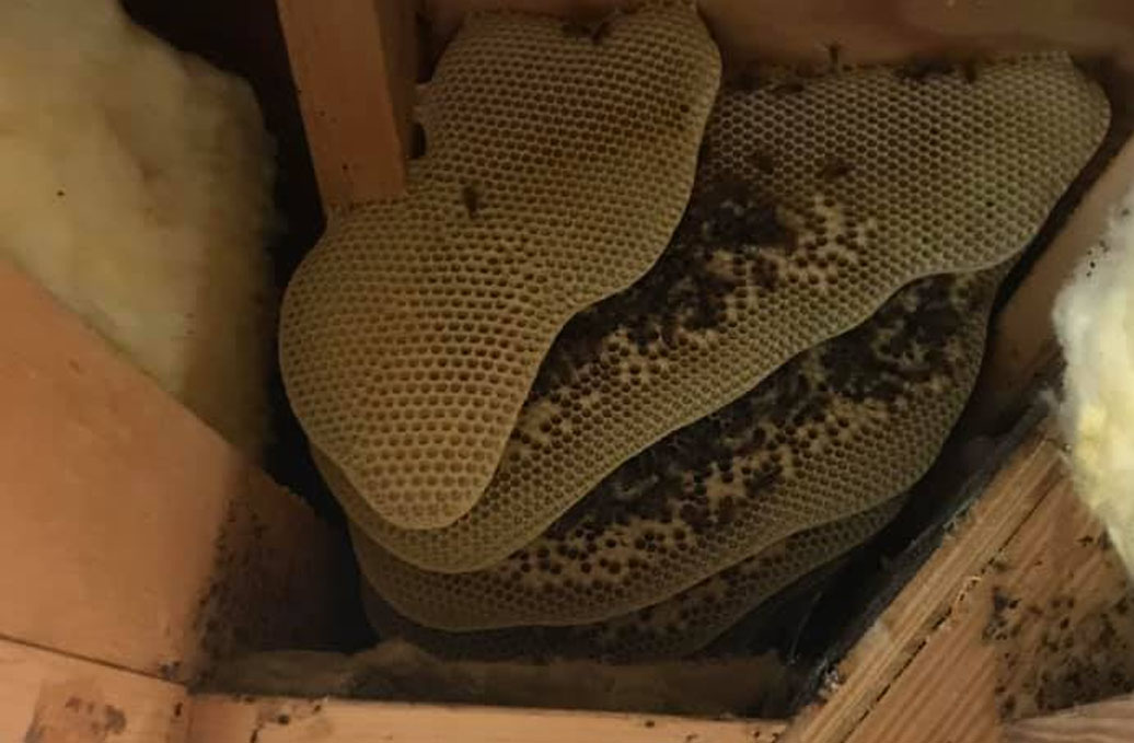bees-slide-4