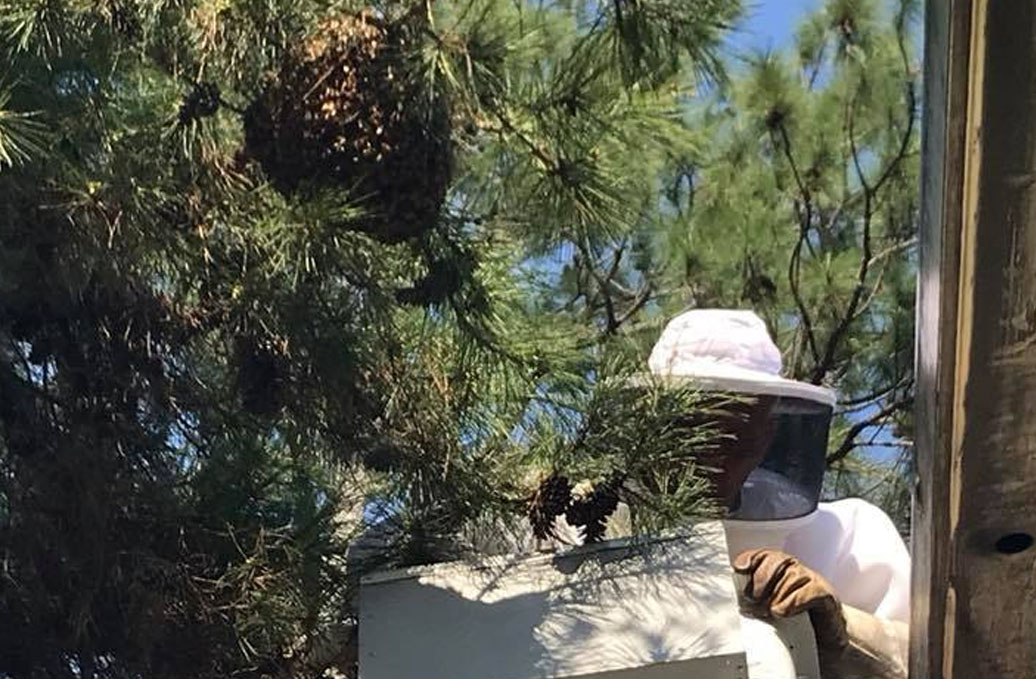 bees-slide-5