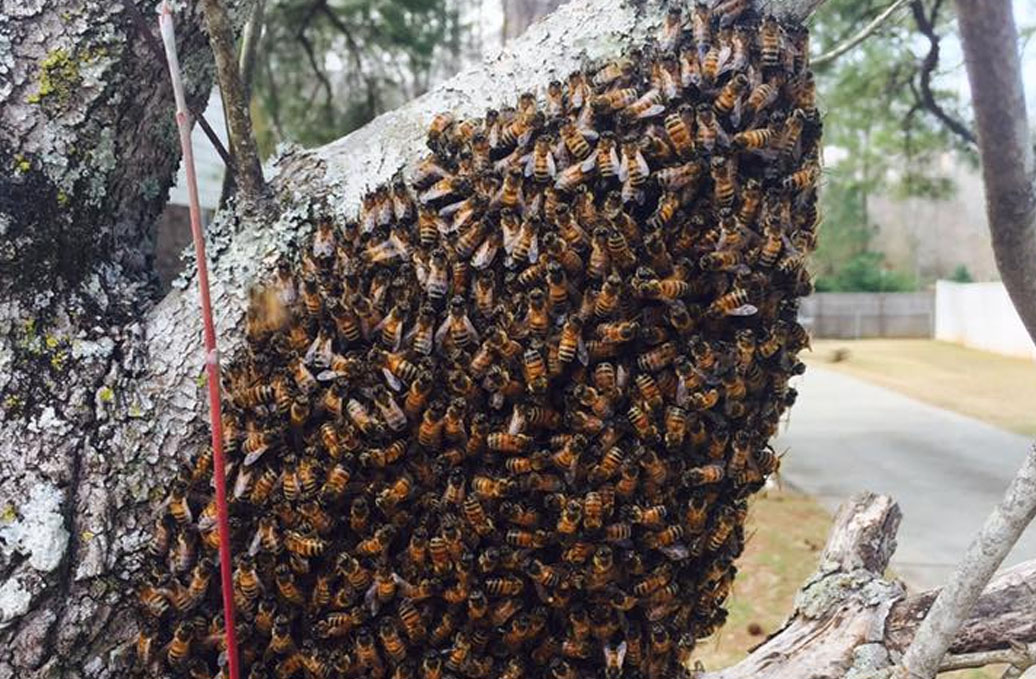 bees-slide-6